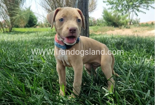 twlh-pytbwl-pitbull-145_7