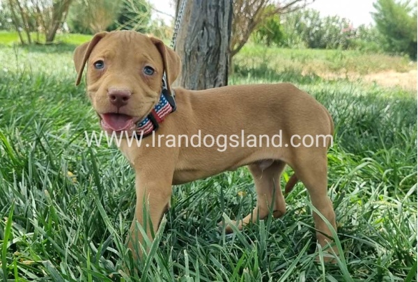 twlh-pytbwl-pitbull-146_1_778461447