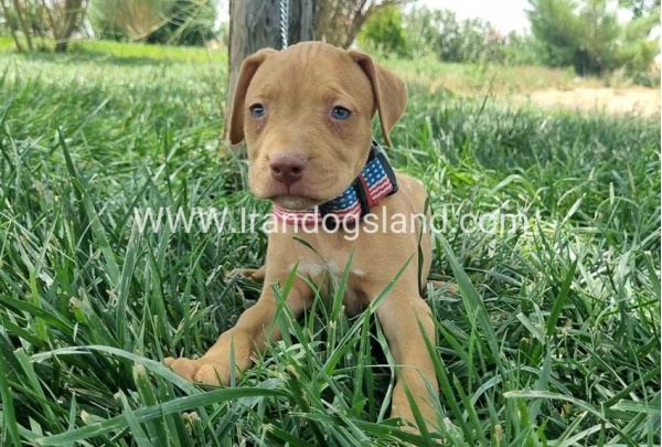 twlh-pytbwl-pitbull-146_2_1915327508