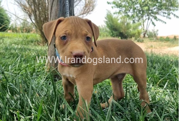 twlh-pytbwl-pitbull-146_3_1466414225
