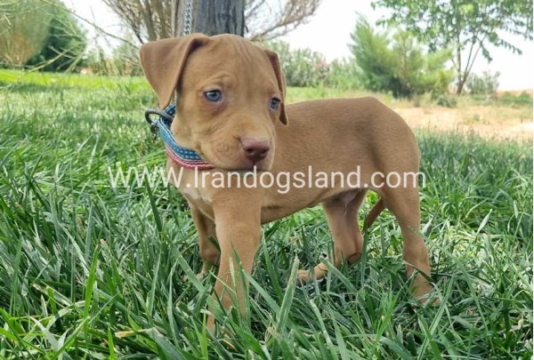 twlh-pytbwl-pitbull-146_4_515160377