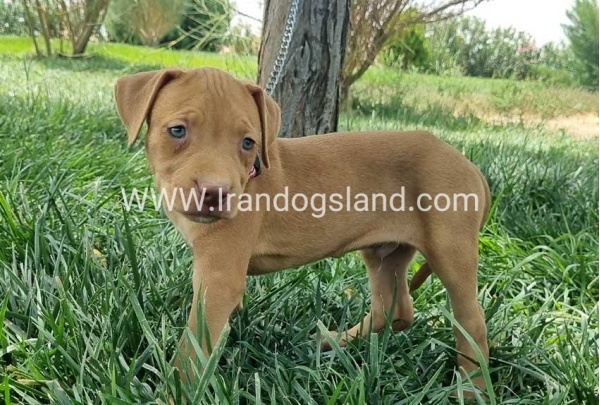 twlh-pytbwl-pitbull-146_5_1724930647