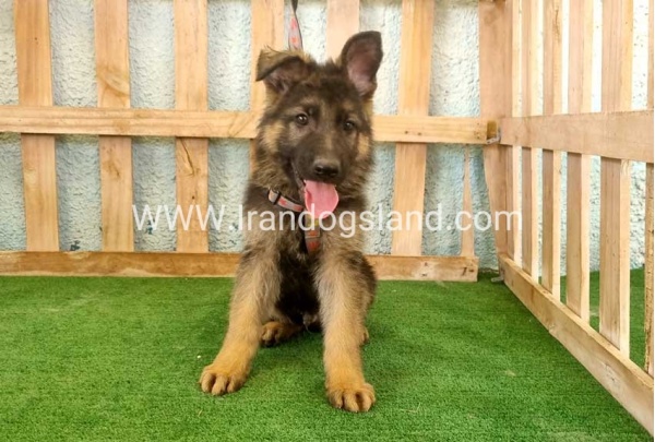 twlh-zhrmn-shprd-german-shepherd-110_1_1299931390