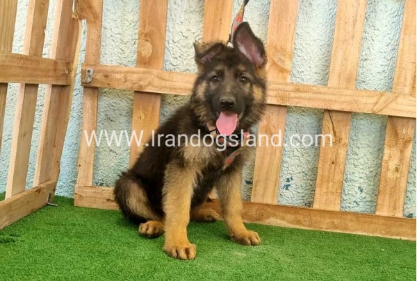 twlh-zhrmn-shprd-german-shepherd-110_2_978528417