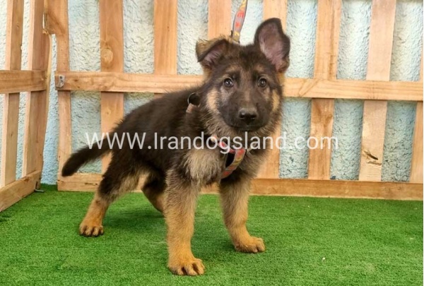 twlh-zhrmn-shprd-german-shepherd-110_3_1725836231