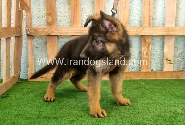 twlh-zhrmn-shprd-german-shepherd-110_4_1832792985