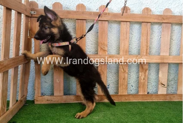 twlh-zhrmn-shprd-german-shepherd-110_5_698210376