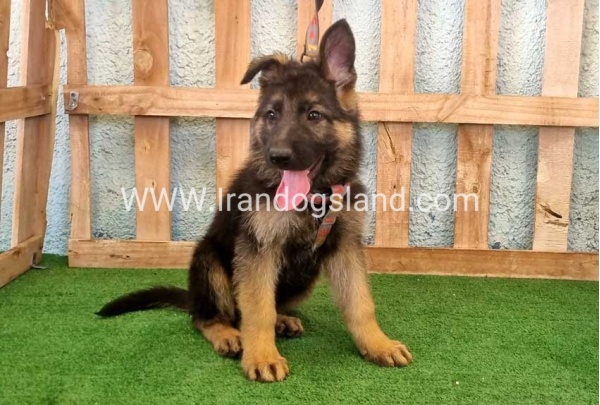 twlh-zhrmn-shprd-german-shepherd-110_6_1135048960
