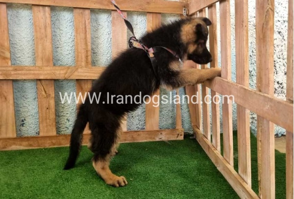 twlh-zhrmn-shprd-german-shepherd-110_7_973594997