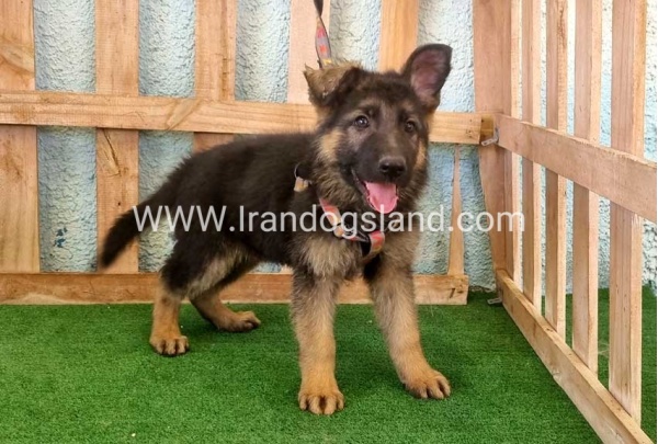 twlh-zhrmn-shprd-german-shepherd-110_8_258535464