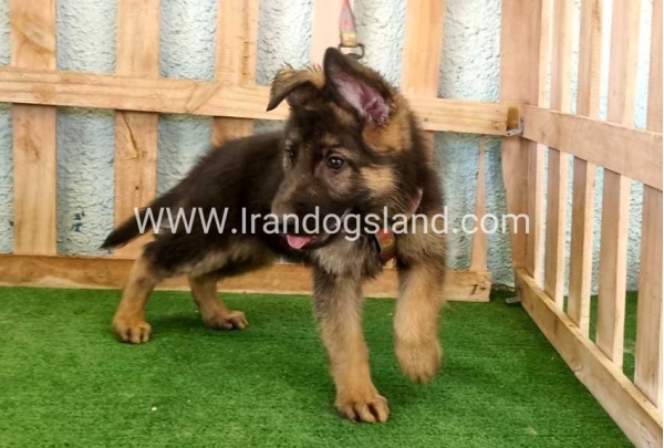 twlh-zhrmn-shprd-german-shepherd-110_9_1758988671