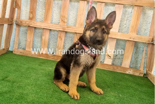 twlh-zhrmn-shprd-german-shepherd-111_1