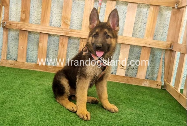 twlh-zhrmn-shprd-german-shepherd-111_2