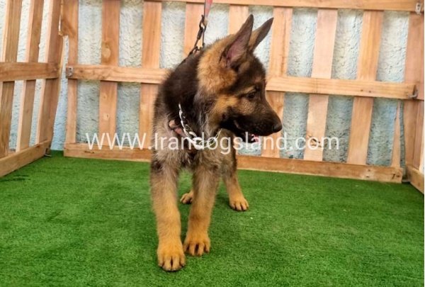 twlh-zhrmn-shprd-german-shepherd-111_3