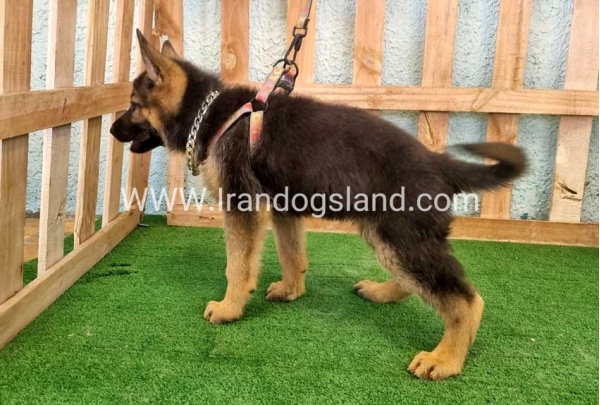 twlh-zhrmn-shprd-german-shepherd-111_4