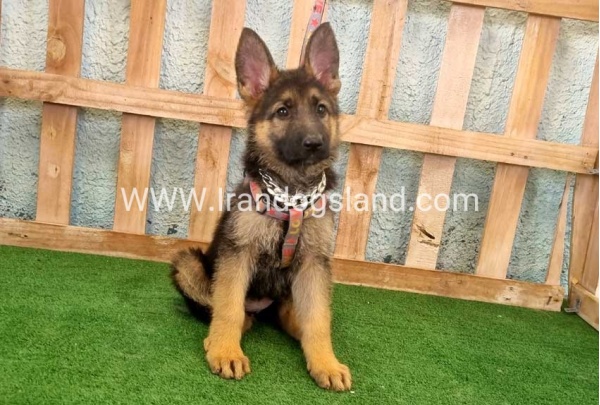 twlh-zhrmn-shprd-german-shepherd-111_5