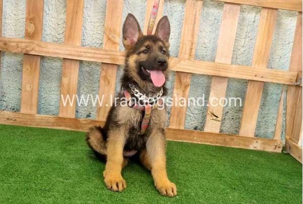 twlh-zhrmn-shprd-german-shepherd-111_6
