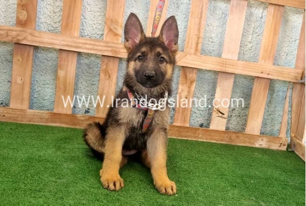 twlh-zhrmn-shprd-german-shepherd-111_7
