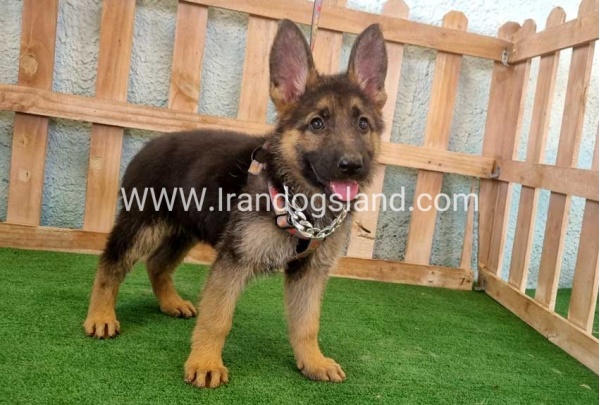 twlh-zhrmn-shprd-german-shepherd-111_8