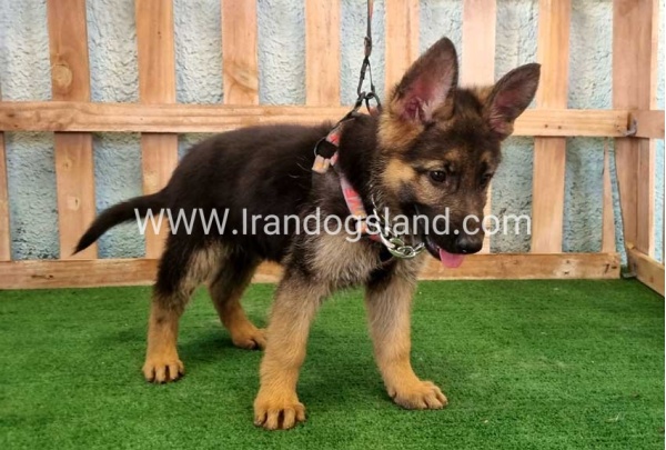 twlh-zhrmn-shprd-german-shepherd-111_9