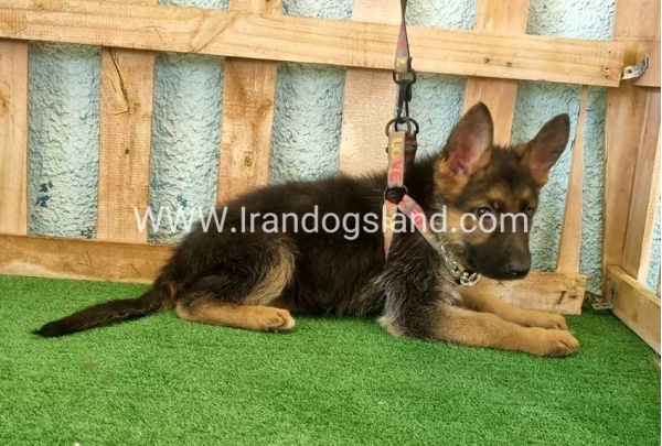 twlh-zhrmn-shprd-german-shepherd-112_1