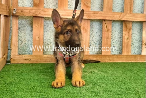 twlh-zhrmn-shprd-german-shepherd-112_2