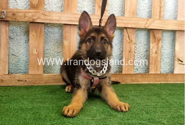 twlh-zhrmn-shprd-german-shepherd-112_3