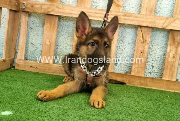 twlh-zhrmn-shprd-german-shepherd-112_4