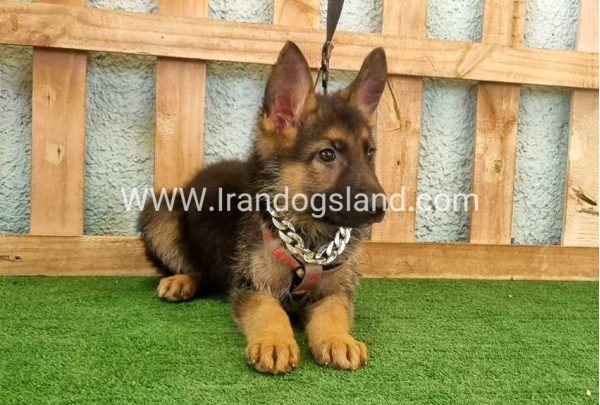 twlh-zhrmn-shprd-german-shepherd-112_5