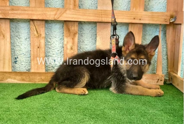 twlh-zhrmn-shprd-german-shepherd-112_6