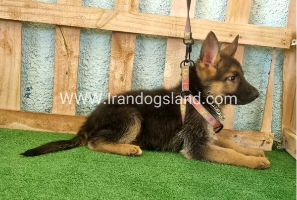 twlh-zhrmn-shprd-german-shepherd-112_7