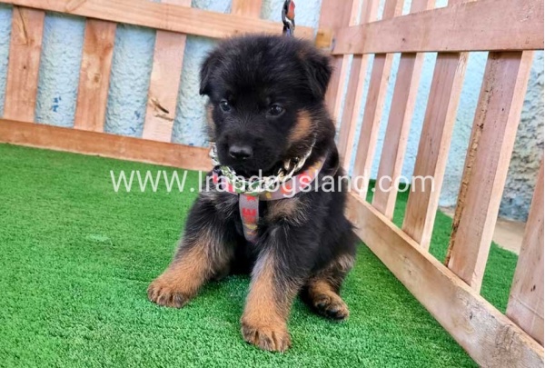 twlh-zhrmn-shprd-german-shepherd-113_1_1390102898