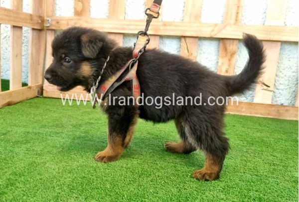 twlh-zhrmn-shprd-german-shepherd-113_2_1038254052