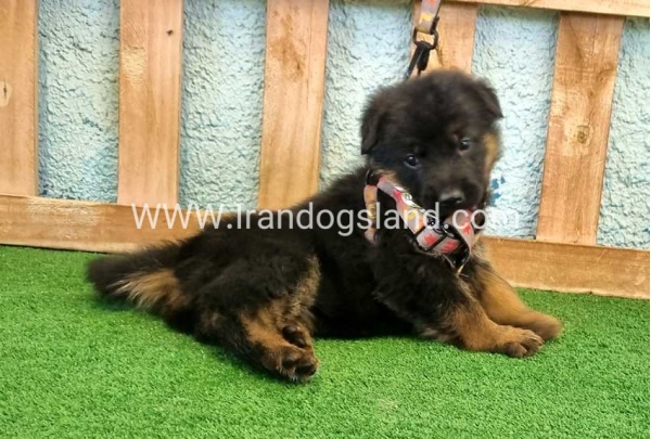 twlh-zhrmn-shprd-german-shepherd-113_3_1007645216