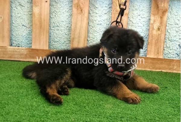 twlh-zhrmn-shprd-german-shepherd-113_4_546011547