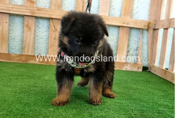 twlh-zhrmn-shprd-german-shepherd-113_5_296257595