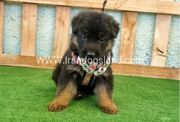twlh-zhrmn-shprd-german-shepherd-113_6_196403495