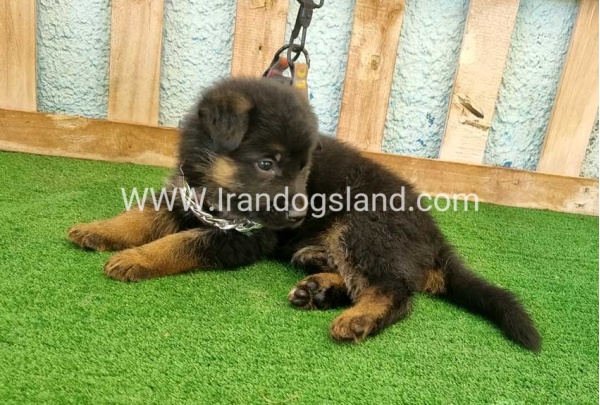 twlh-zhrmn-shprd-german-shepherd-113_7_335117513