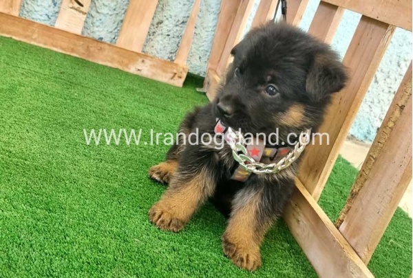 twlh-zhrmn-shprd-german-shepherd-113_8_962772982