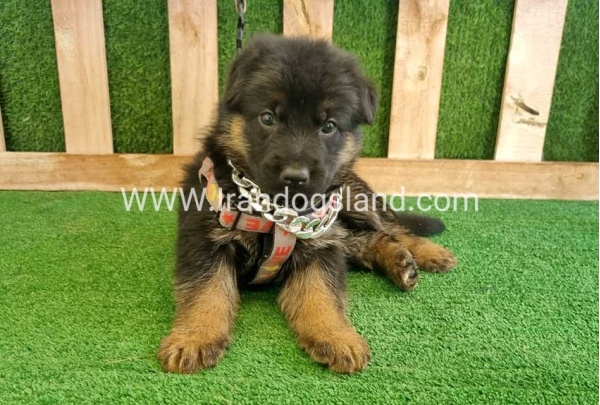 twlh-zhrmn-shprd-german-shepherd-113_9_1136926206