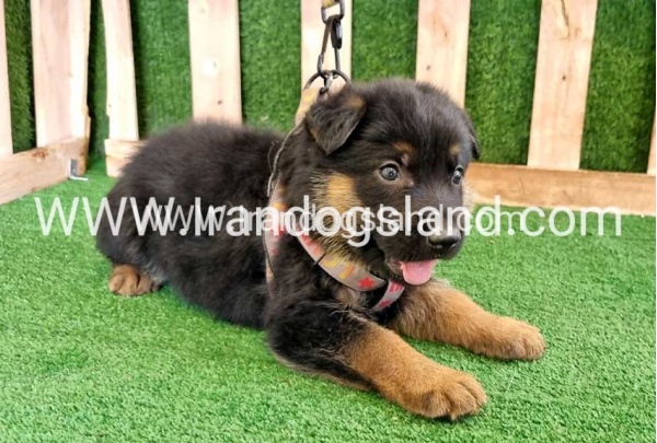 twlh-zhrmn-shprd-german-shepherd-114_1