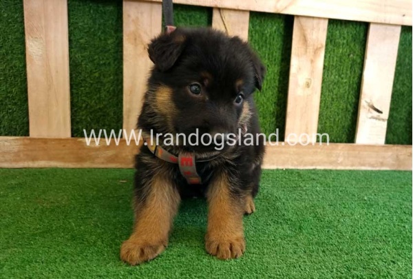 twlh-zhrmn-shprd-german-shepherd-114_2