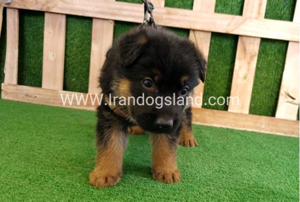 twlh-zhrmn-shprd-german-shepherd-114_3