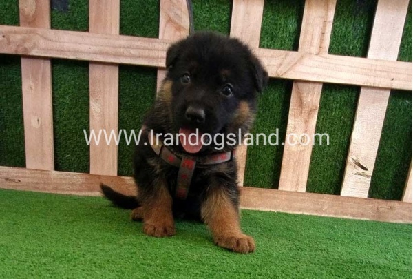 twlh-zhrmn-shprd-german-shepherd-114_4