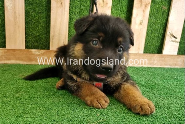 twlh-zhrmn-shprd-german-shepherd-114_5