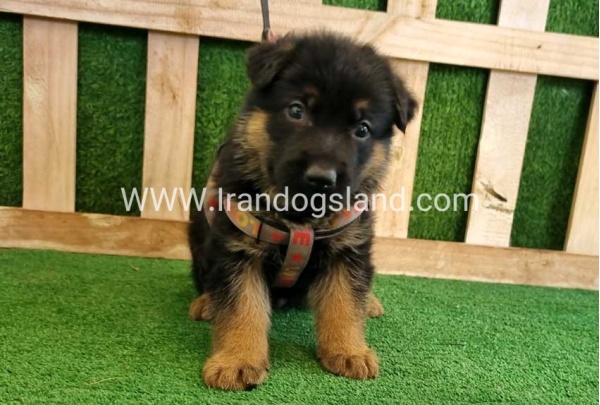 twlh-zhrmn-shprd-german-shepherd-114_6
