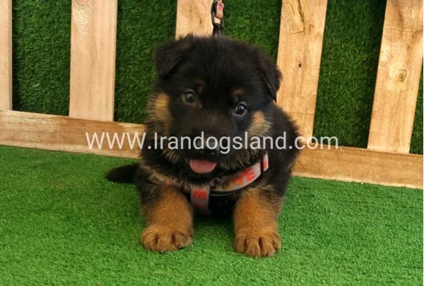 twlh-zhrmn-shprd-german-shepherd-114_7