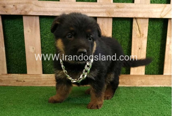 twlh-zhrmn-shprd-german-shepherd-115_1
