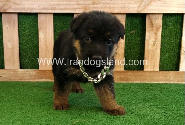 twlh-zhrmn-shprd-german-shepherd-115_2