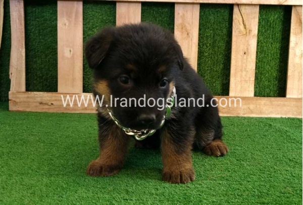twlh-zhrmn-shprd-german-shepherd-115_3